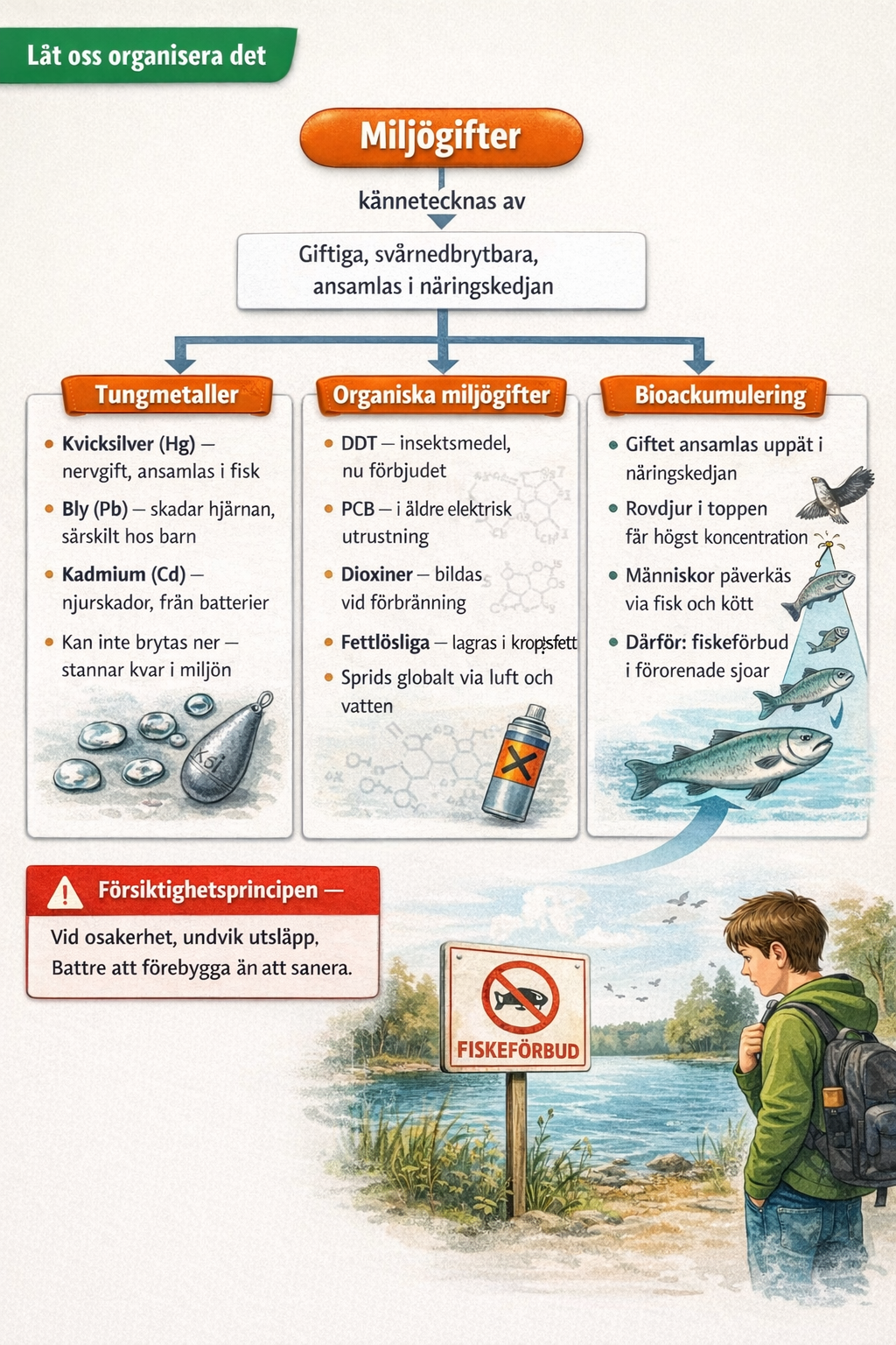 Let's Map It — Organiska miljögifter: fettlöslighet → bioackumulering → biomagnifikation → toppkonsumenter påverkas → förbud och REACH